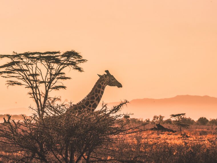 Kenyan-featured-image