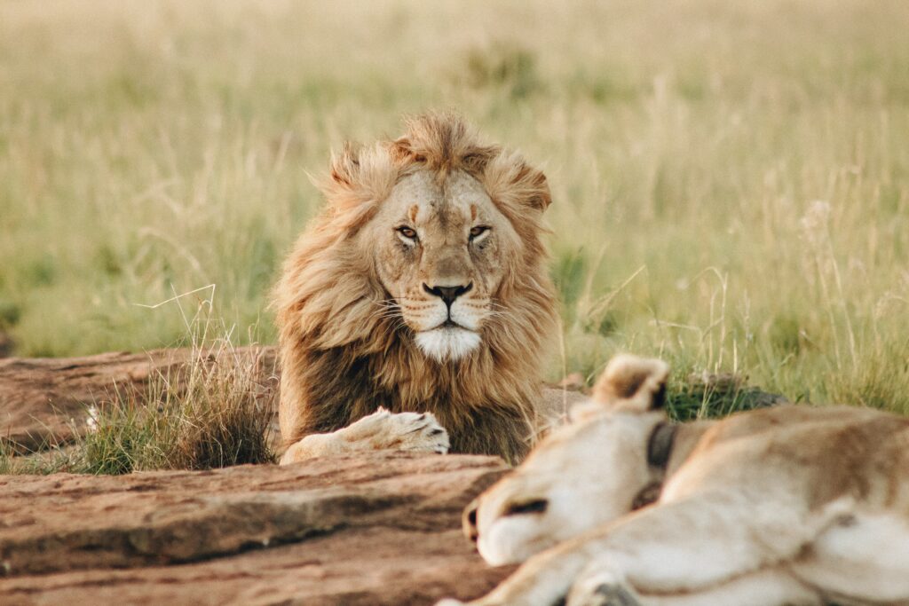Kenyan-safari-image